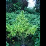 7[1].5 ft big bud