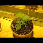 DSCF0071