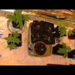 DSCF0078