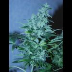 bluebud1