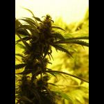 bud