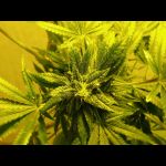 budface