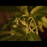 green3