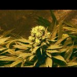 greenbud