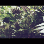 jungle