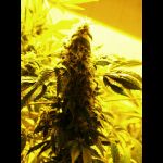 longbud
