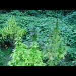 my garden 2[1]
