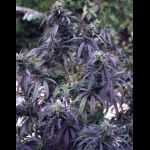 purpule
