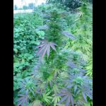 the purp[1]