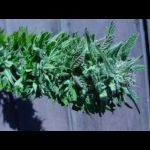 the purp bud