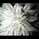 winter~1